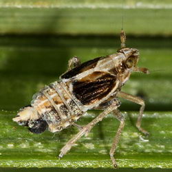 Megamelus notulus